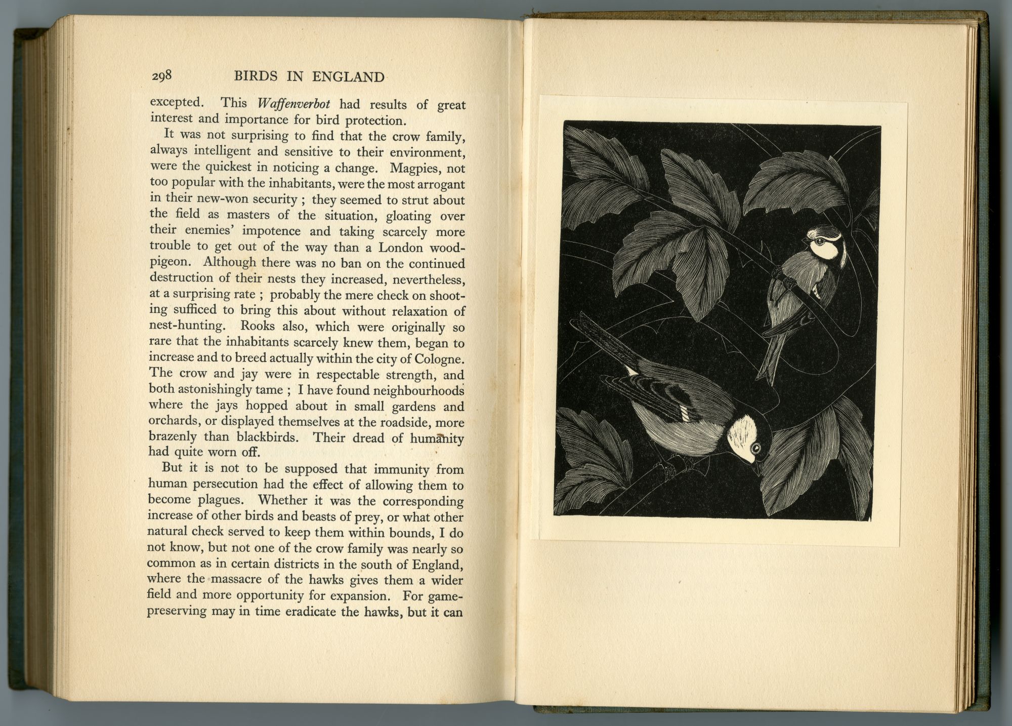 『BIRDS IN ENGLAND』（1926年、CHAPMAN AND HALL）のページから07